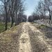 Afumati, Codrul Vlasiei, Ilfov, terenuri in comunitate de elita